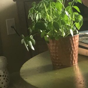 Meet your Posher, Adrionna